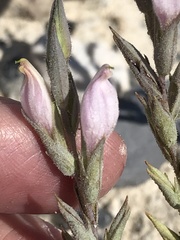 Chloropyron tecopense