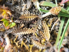 Leptinella serrulata, photograph (c) Colin Meurk, some rights reserved (CC BY-SA)
