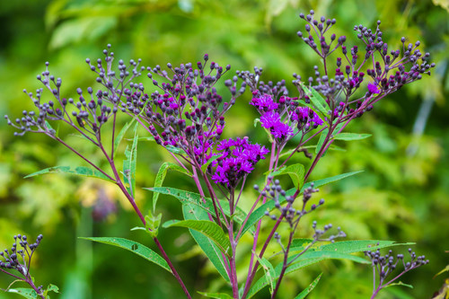 Vernonia gigantea