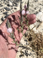 Chloropyron tecopense