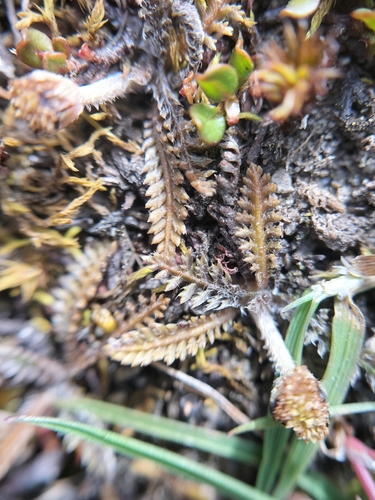 Leptinella serrulata, photograph 6