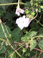Mirabilis longiflora