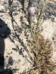 Chloropyron tecopense