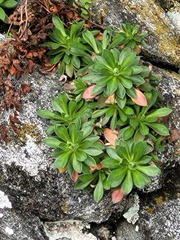 Draba glabella