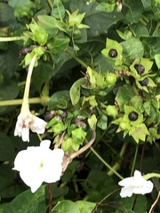 Mirabilis longiflora