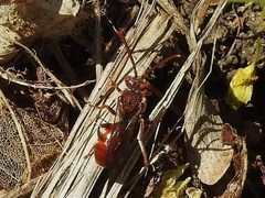 Nomada maculata