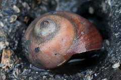 Cryptonatica aleutica