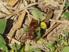 Nomada maculata