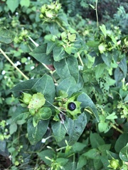 Mirabilis longiflora
