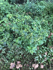 Mirabilis longiflora