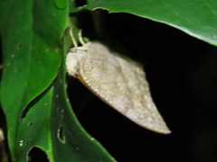 Anaea aidea