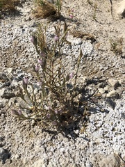 Chloropyron tecopense