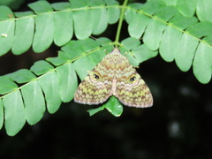 Glenopteris oculifera