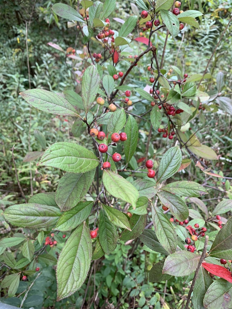 Aronia arbutifolia, Aristotle Dr, Fairfax, VA, US