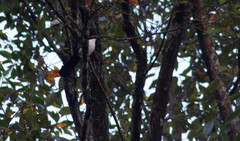 Melanotis hypoleucus