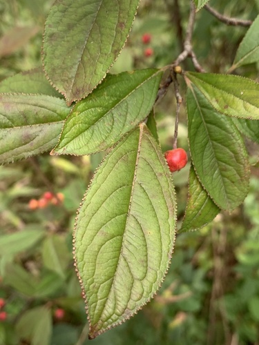 Aronia arbutifolia
