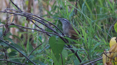 Cantorchilus modestus