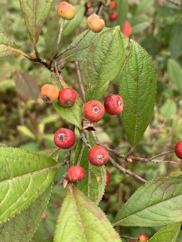 Aronia arbutifolia