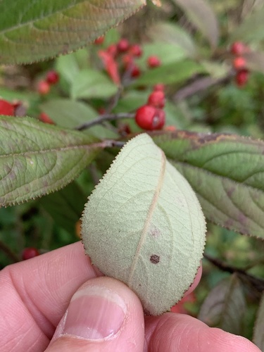 Aronia arbutifolia