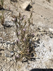 Chloropyron tecopense