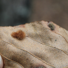 Caryomyia holotricha