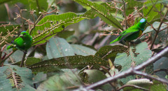 Chlorophonia occipitalis