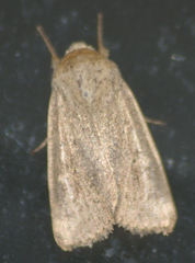 Leucania phragmitidicola