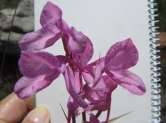 Disa amoena