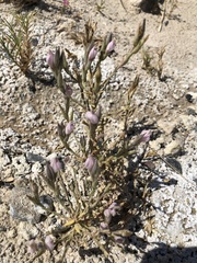 Chloropyron tecopense