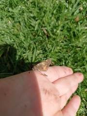 Lon melane vitellina