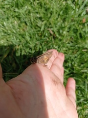 Lon melane vitellina