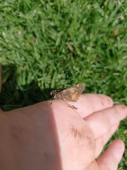 Lon melane vitellina