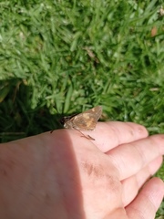 Lon melane vitellina