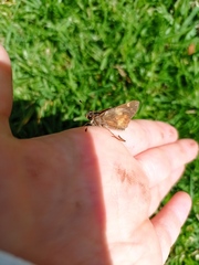 Lon melane vitellina