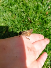 Lon melane vitellina