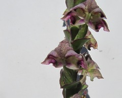 Disperis renibractea