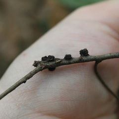 Kokkocynips difficilis