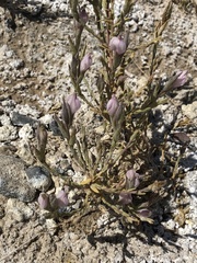 Chloropyron tecopense