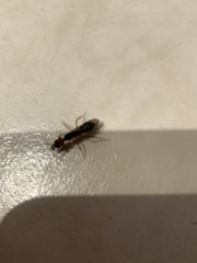 Odontomachus erythrocephalus