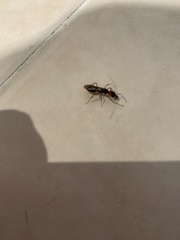 Odontomachus erythrocephalus