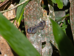 Oleria aquata