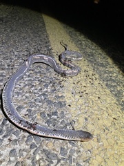 Limaformosa capensis