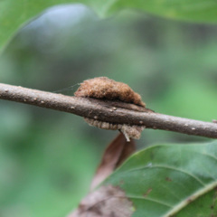 Striatoandricus aciculatus