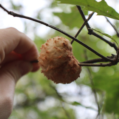 Striatoandricus aciculatus