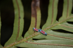 Cardioscarta flavifrons