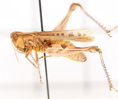 Eupnigodes sierranus