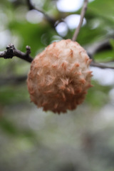 Striatoandricus aciculatus