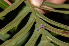 Cardioscarta flavifrons