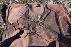 Sporobolus neglectus