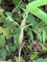 Neolasioptera eupatorii